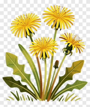 Yellow Dandelion Flower With Green Leaves PNG
