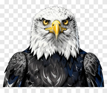 Bald Eagle Portrait PNG
