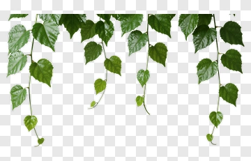 Green Vine Leaves Hanging PNG