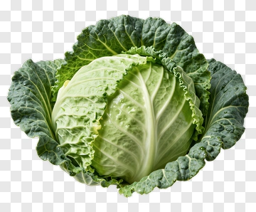 Fresh Cabbage With Dew Drops PNG
