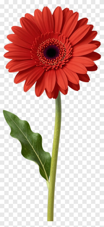 Red Gerbera Daisy With Green Leaf PNG