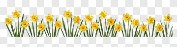 Daffodil Blooms In A Row PNG