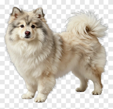 Pomeranian Dog Standing PNG