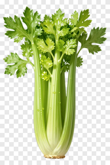 Fresh Celery PNG
