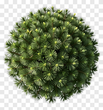 Pine Tree Sphere PNG