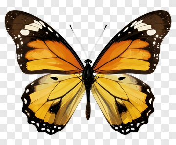 Orange And Yellow Butterfly PNG