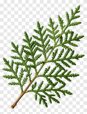 Fern PNG