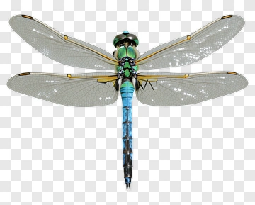 Dragonfly PNG