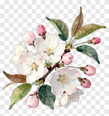Cherry Blossom Branch With Petals And Leaves PNG