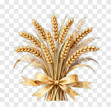 Golden Wheat Stalks With Ribbon PNG