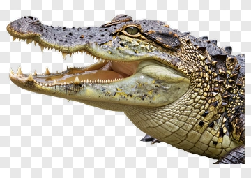 Alligator With Open Mouth PNG