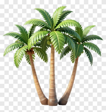 Three Palm Trees With Coconuts PNG