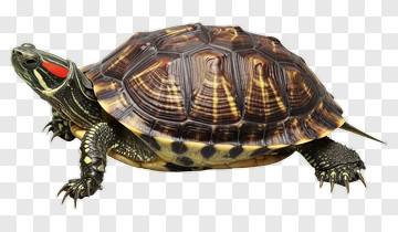 Red Eared Slider Turtle PNG