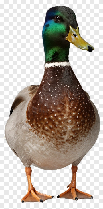 Male Duck Standing PNG