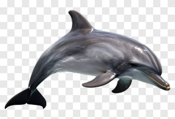 Dolphin In Mid-leap PNG