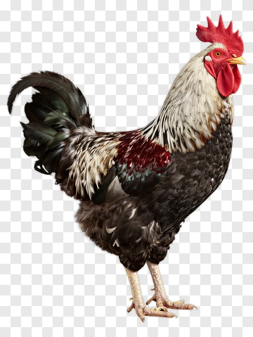 Rooster With Red Comb And Black Feathers PNG