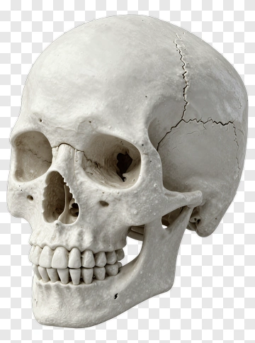 Human Skull Model PNG