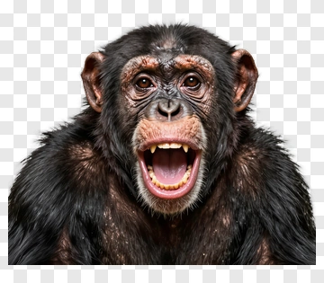 Chimpanzee With Open Mouth PNG