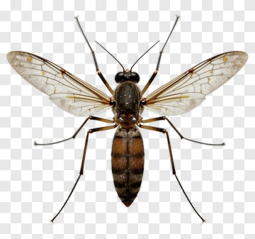 Mosquito With Transparent Wings PNG