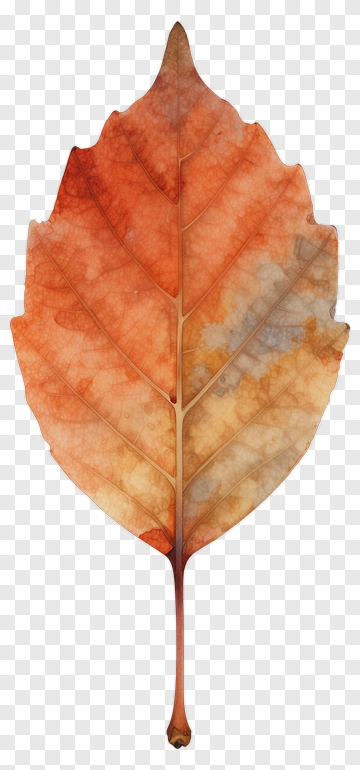 Autumn Leaf PNG