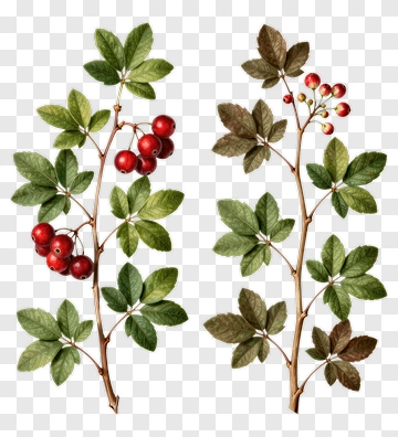 Botanical Illustration Of Berry Bush With Red Berries PNG