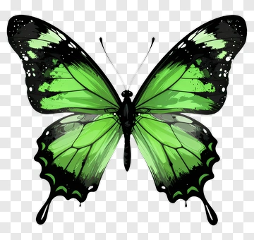 Green Butterfly With Black Wings PNG