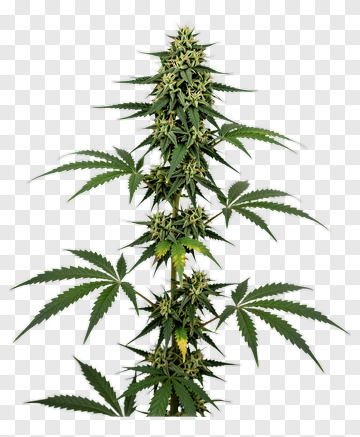 Marijuana Plant With Green Leaves And Yellow Spots PNG