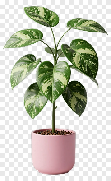 Variegated Philodendron In Pink Pot PNG