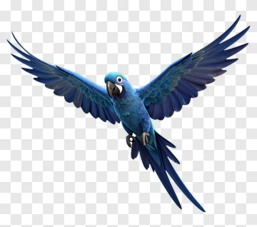 Blue Macaw In Flight PNG