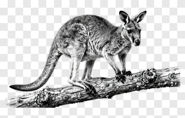 Kangaroo On A Branch PNG