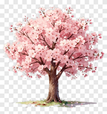 Cherry Blossom Tree In Full Bloom PNG
