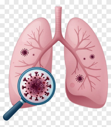 Lungs With Virus Under Magnification PNG