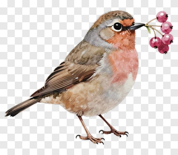 Robin Holding Berries PNG