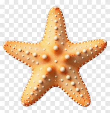 Orange Starfish PNG