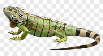 Green Iguana Animal PNG