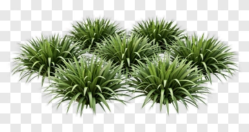 Group Of Spiky Green Plants PNG