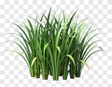 Cluster Of Grass PNG