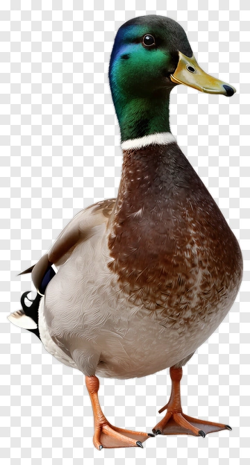 Male Duck With Green Head PNG