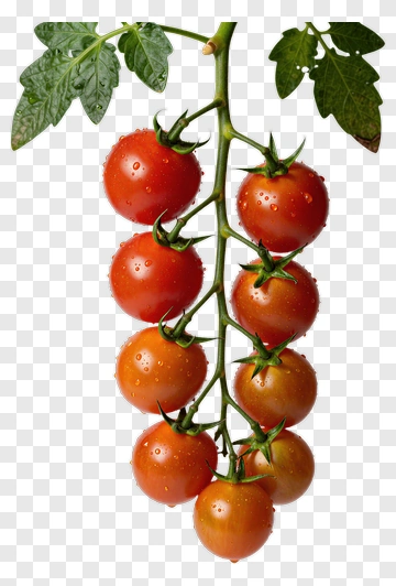 Cluster Of Fresh Tomatoes On Vine PNG
