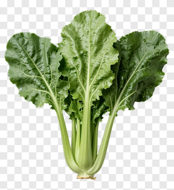 Fresh Chard PNG