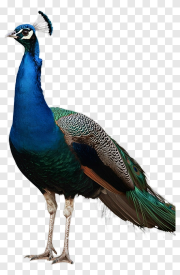 Peacock With Vibrant Blue And Green Feathers PNG