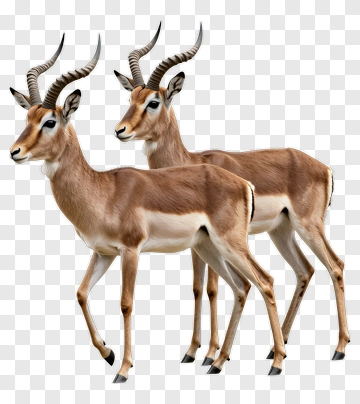 Two Impalas Walking Together PNG
