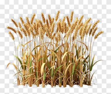 Golden Wheat Field PNG