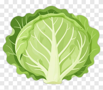 Cabbage PNG