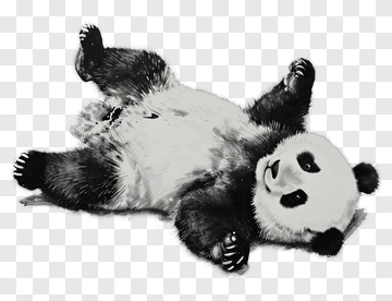 Panda Lying On Back PNG