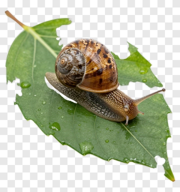 Snail On A Green Leaf PNG