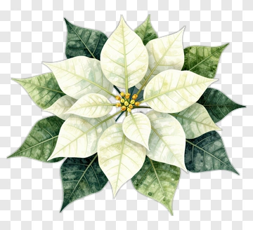 Watercolor Poinsettia PNG