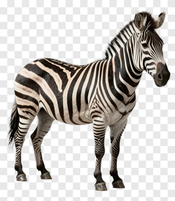 Zebra PNG