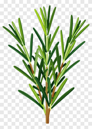 Rosemary Branch Illustration PNG