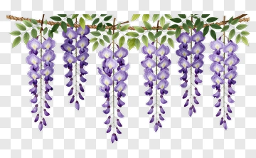 Wisteria Blossoms Hanging From Vine PNG